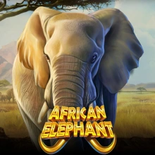 Afrikanischer Elefant